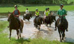 Horses in water, Malham, Yorkshire Dales